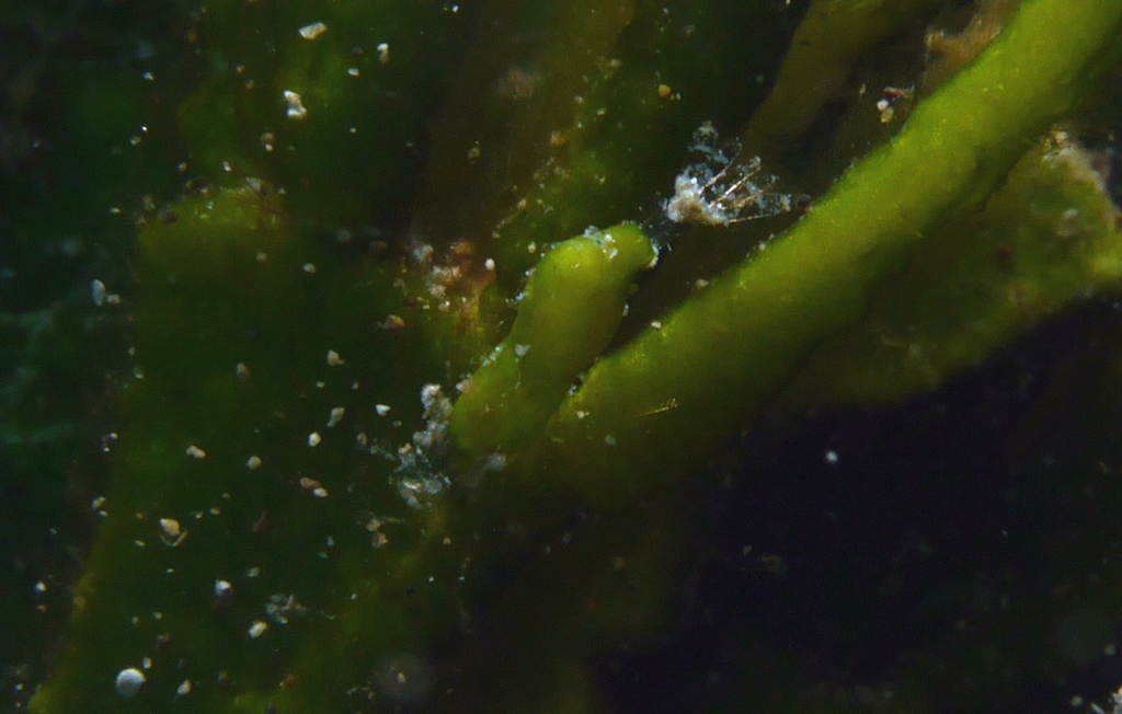 Hippolyte ventricosa