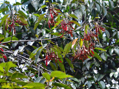 Dipterocarpaceae