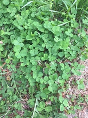 Trifolium repens