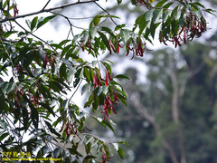 Dipterocarpaceae