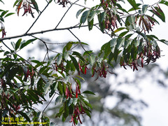 Dipterocarpaceae