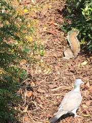 Sciurus carolinensis