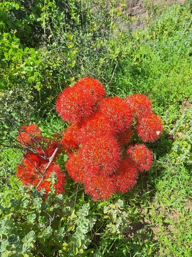 Foto de Lírio-sangue