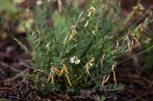 Astragalus miser var. oblongifolius