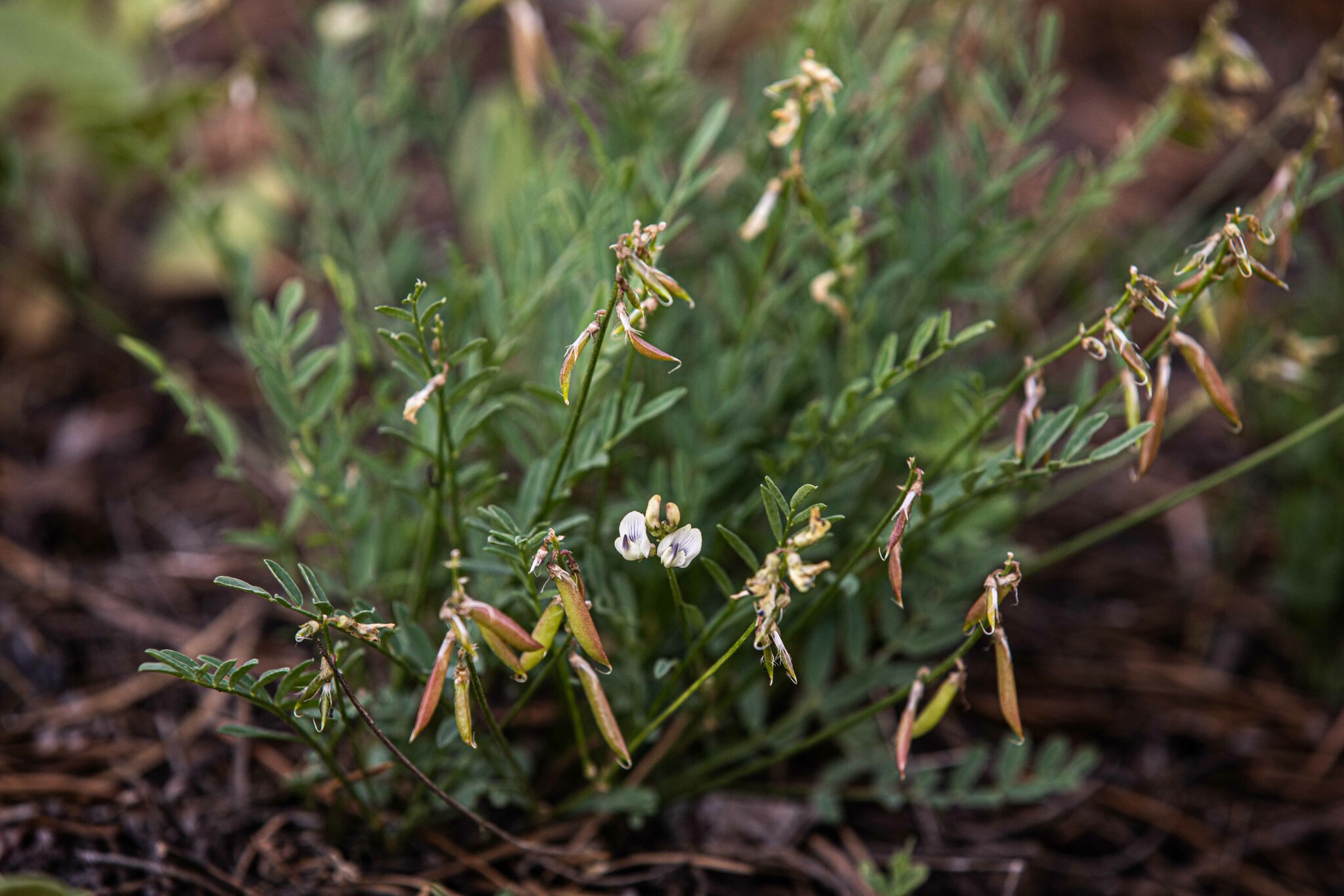 Astragalus miser var. oblongifolius