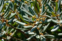 Euclea natalensis magutensis