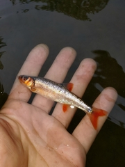 Blueside Shiner photo 3