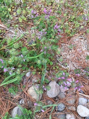 Lamium amplexicaule