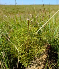 Euryops laxus
