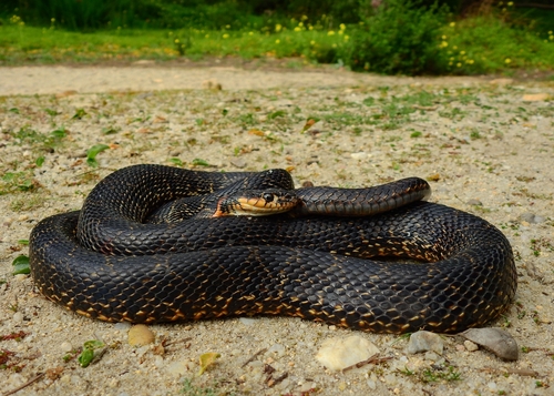Horseshoe Whip Snake
