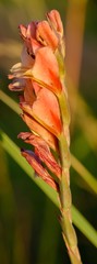 Gladiolus densiflorus