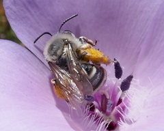 Eucera dorsata