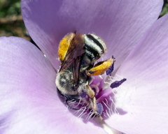 Eucera dorsata