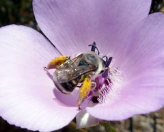 Eucera dorsata
