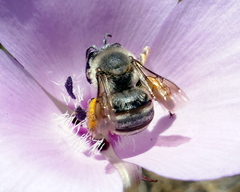 Eucera dorsata