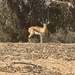 Gazella dorcas massaesyla - Photo (c) Martin W, some rights reserved (CC BY-NC), uploaded by Martin W