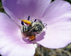 Eucera dorsata