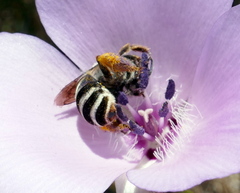 Eucera dorsata