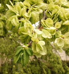 Ulmus