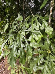 Anthurium clavigerum image