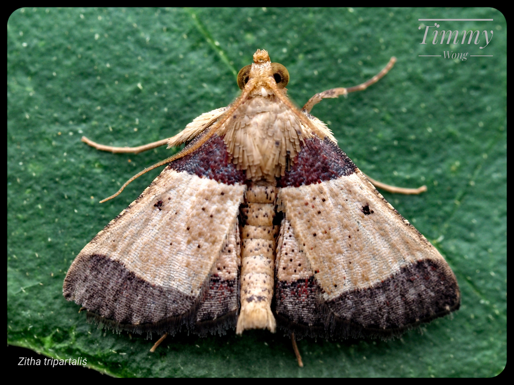 Zitha tripartalis
