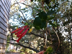 Lonicera sempervirens sempervirens