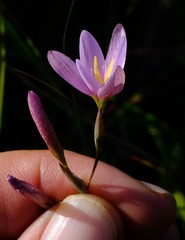 Hesperantha baurii