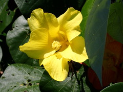 Hibiscus tiliaceus image