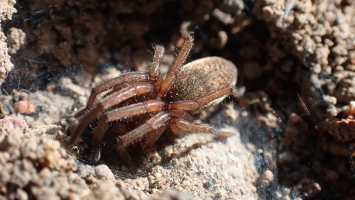 Haplodrassus rufipes