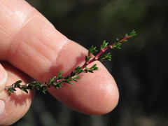 Cliffortia ericifolia