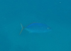 Caranx bartholomaei