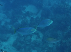 Caranx bartholomaei