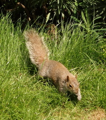Sciurus carolinensis