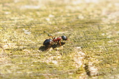 Dolichoderus quadripunctatus