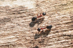 Dolichoderus quadripunctatus