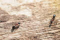 Dolichoderus quadripunctatus