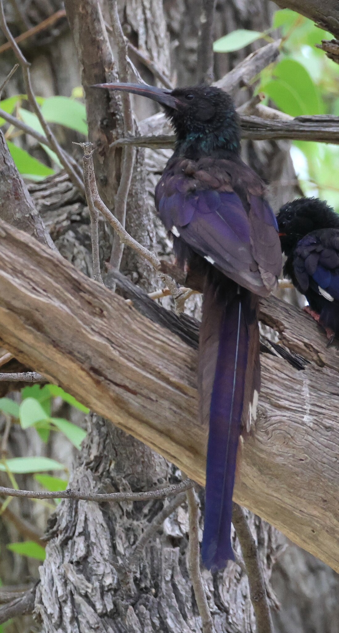 Violet Wood Hoopoe (Phoeniculus damarensis), photo 2