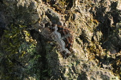 Xanthorhoe biriviata