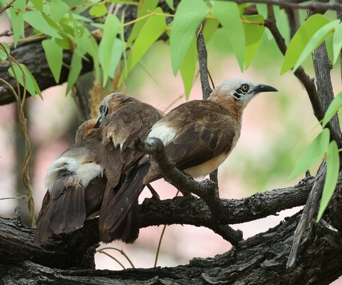 Bare-cheeked Babbler (Turdoides gymnogenys), photo 3