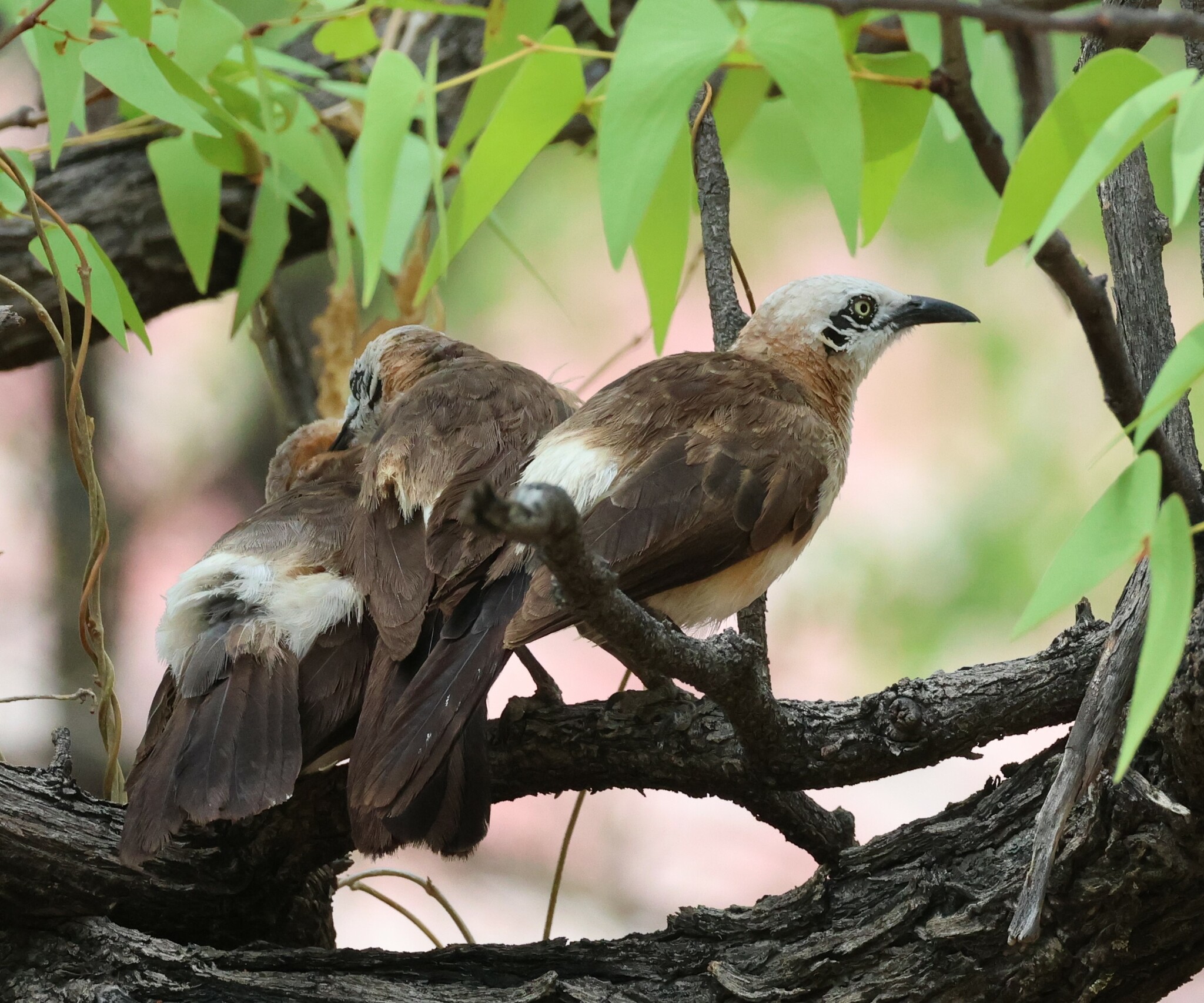 Bare-cheeked Babbler (Turdoides gymnogenys), photo 3