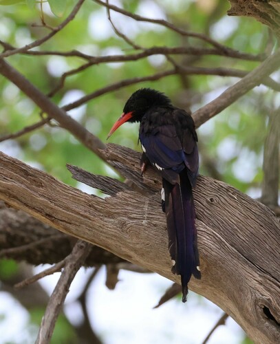 Violet Wood Hoopoe (Phoeniculus damarensis), photo 8