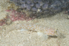 Hoshino's Sandgoby photo 4