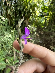 Hypoestes phyllostachya image