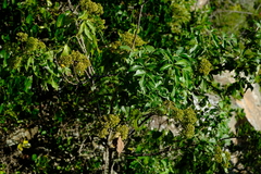 Heteromorpha arborescens abyssinica