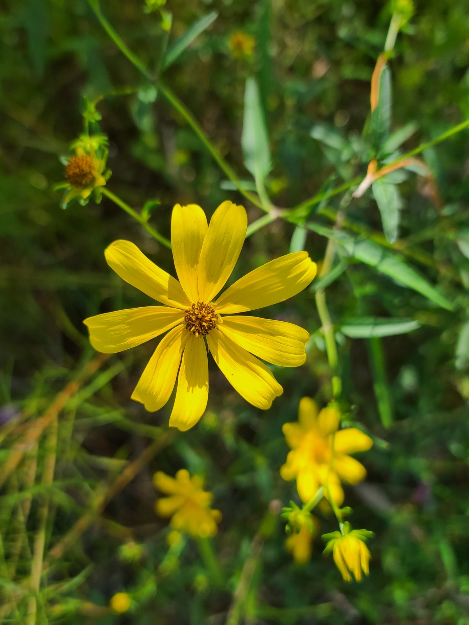 Bidens mitis