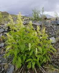 Koenigia alaskana
