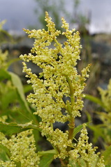 Koenigia alaskana