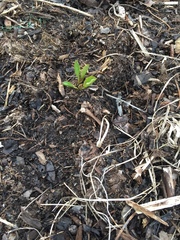 Taraxacum officinale