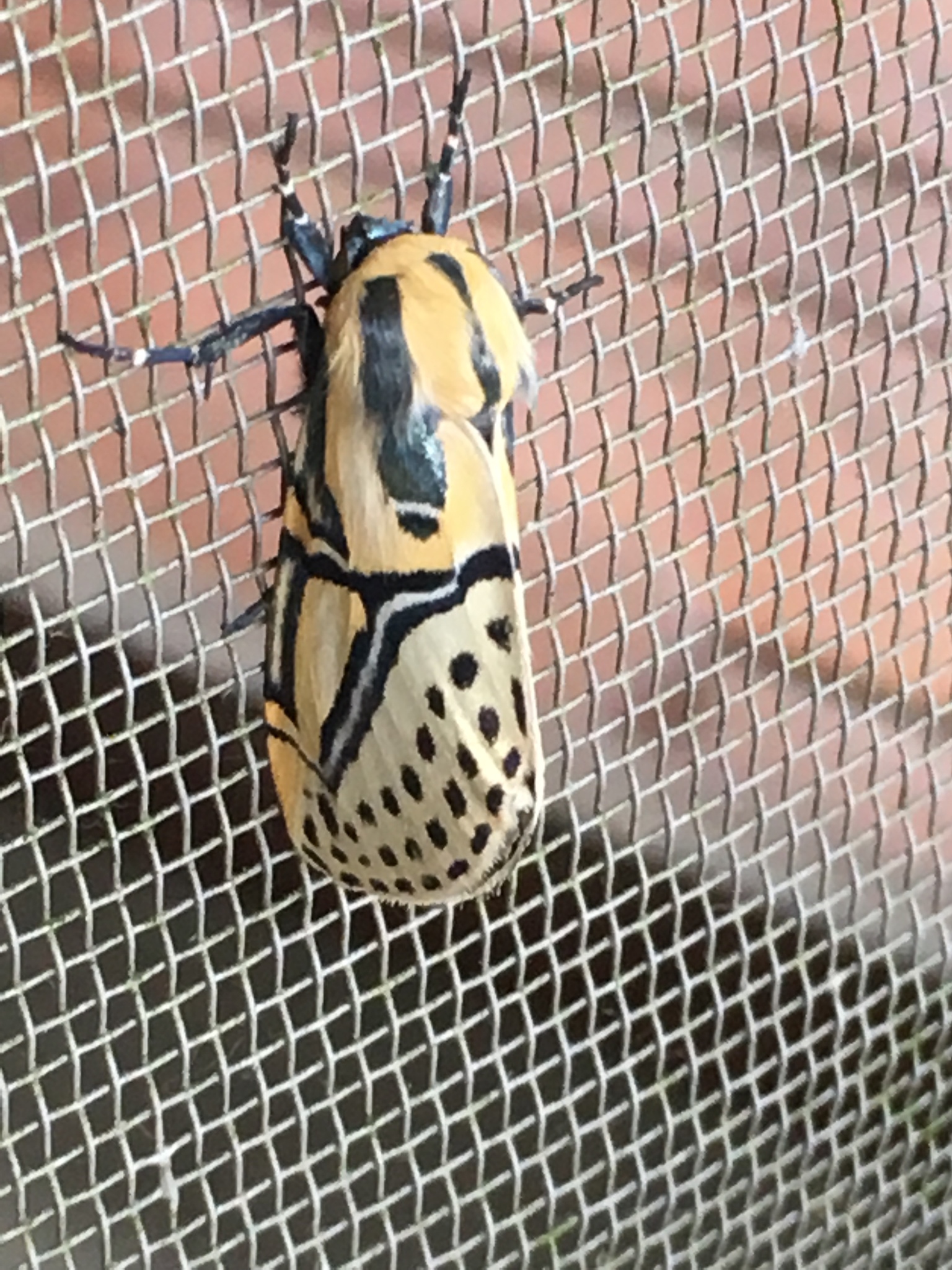 Diphthera image