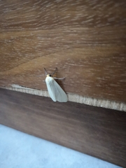 Pareuchaetes pseudoinsulata